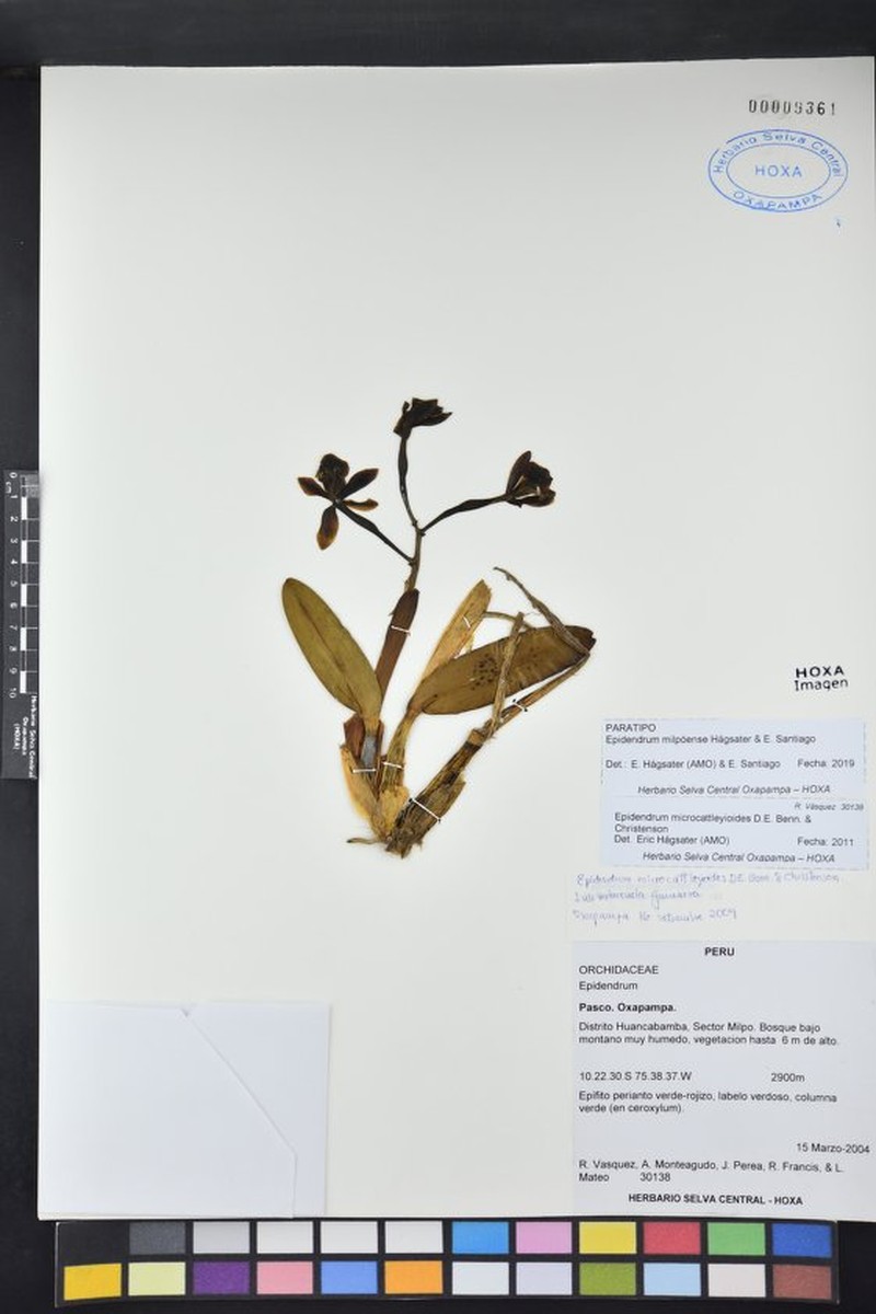 Epidendrum milpoense photo 2