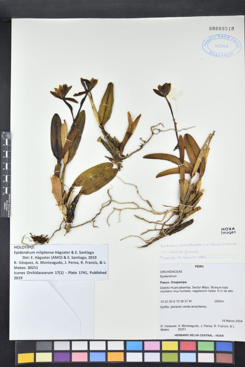 Epidendrum milpoense photo 3