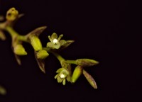 Woodland Tuftedorchid