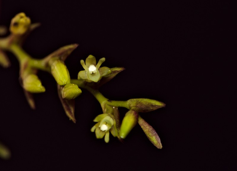 Woodland Tuftedorchid