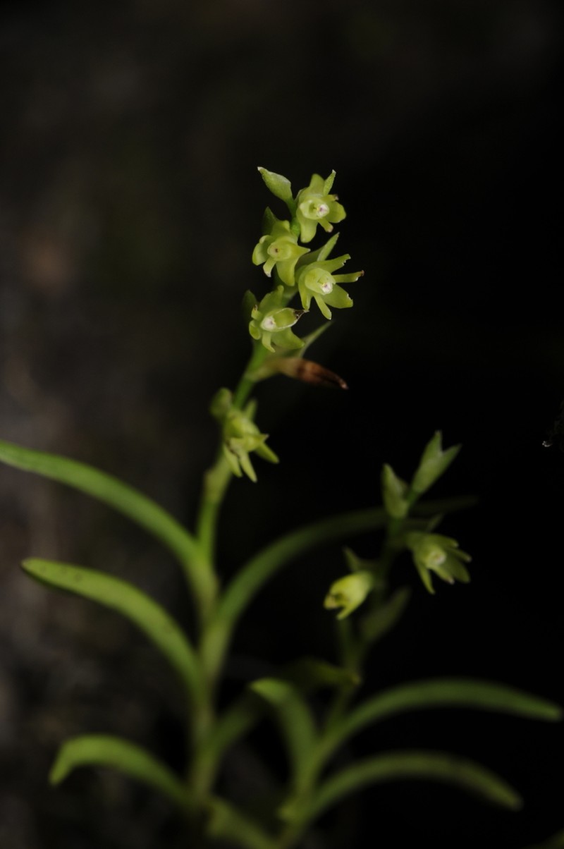 Woodland Tuftedorchid photo 2