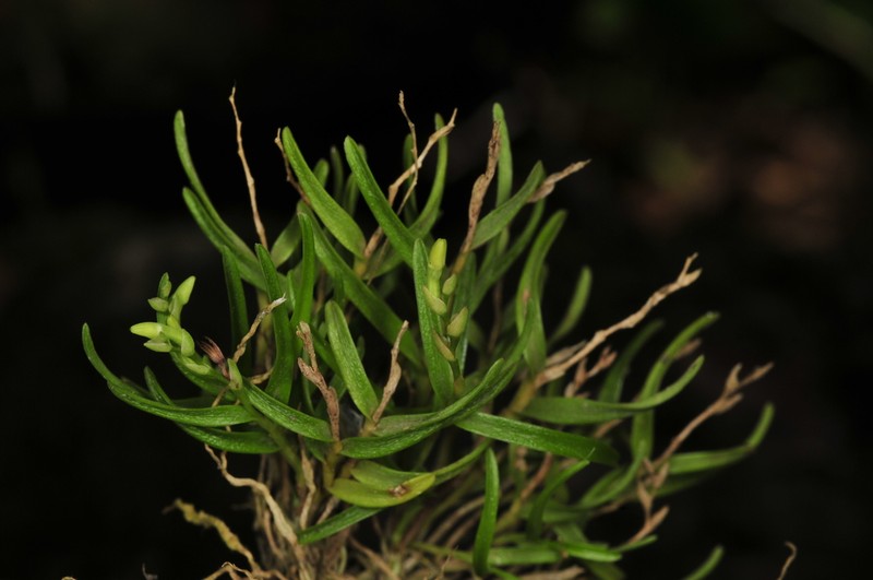 Woodland Tuftedorchid photo 3