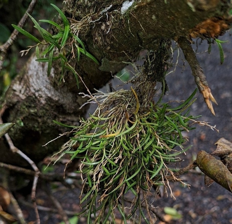 Woodland Tuftedorchid photo 4