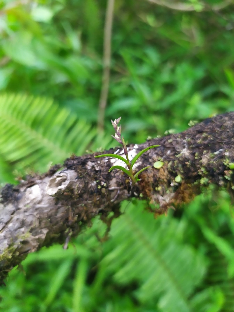 Woodland Tuftedorchid photo 5