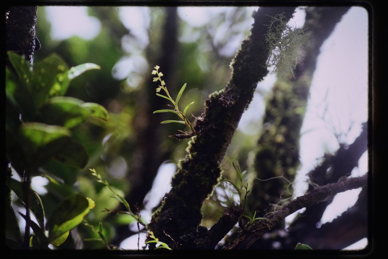 Woodland Tuftedorchid photo 6