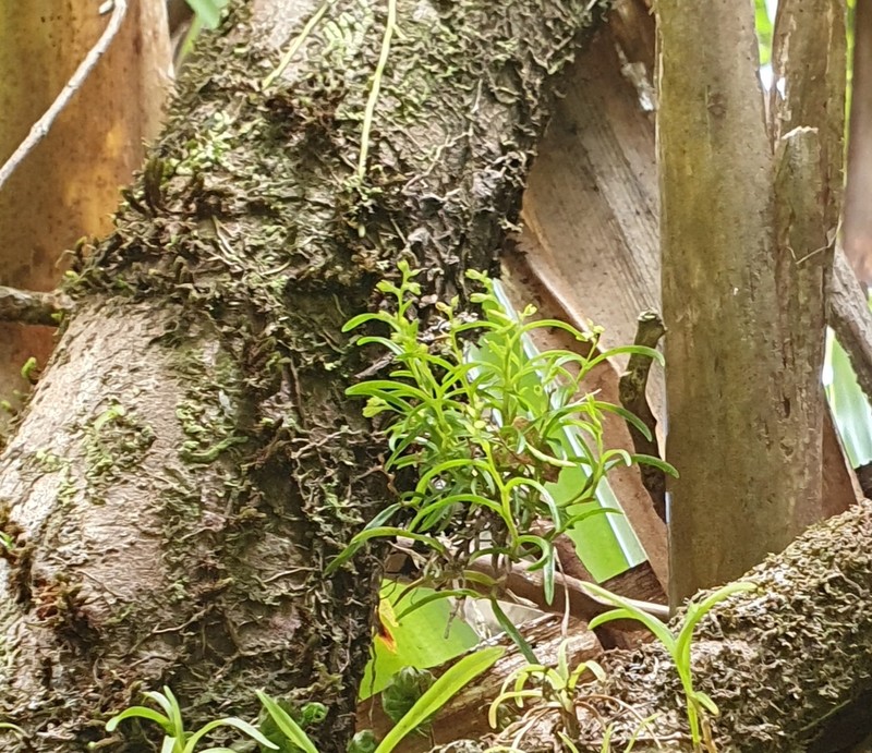 Woodland Tuftedorchid photo 7