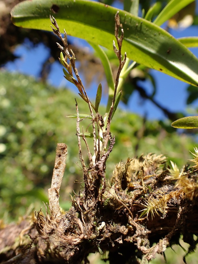 Woodland Tuftedorchid photo 8