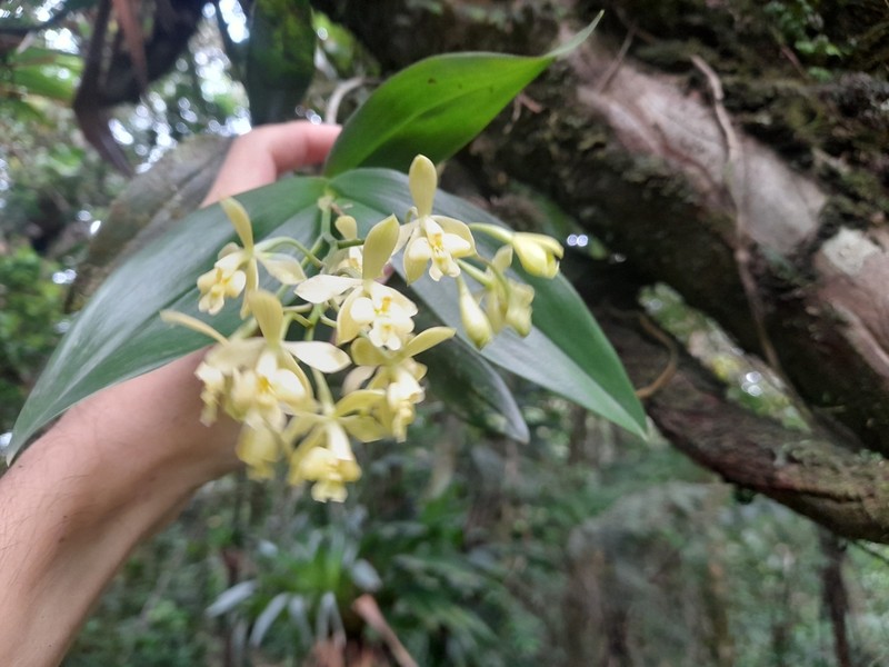 Orange-Flower Star Orchid