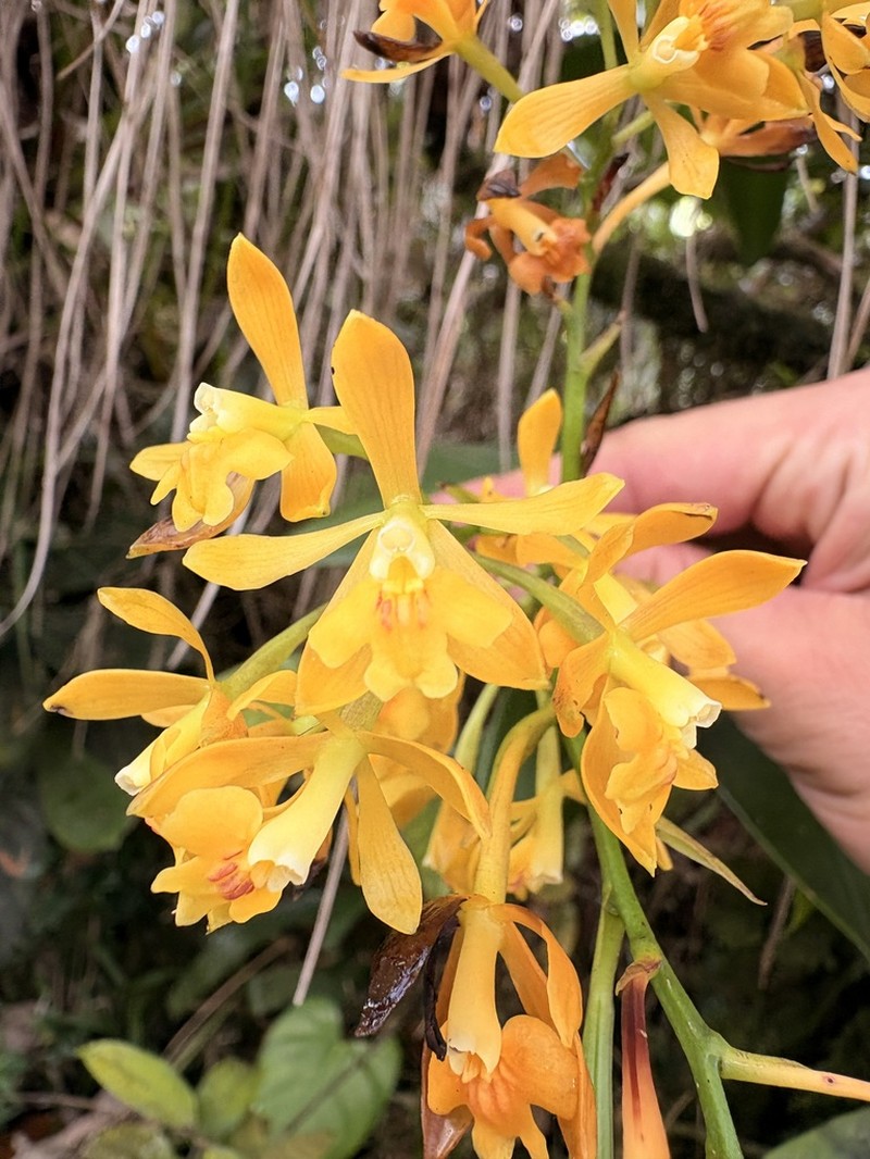 Orange-Flower Star Orchid photo 2