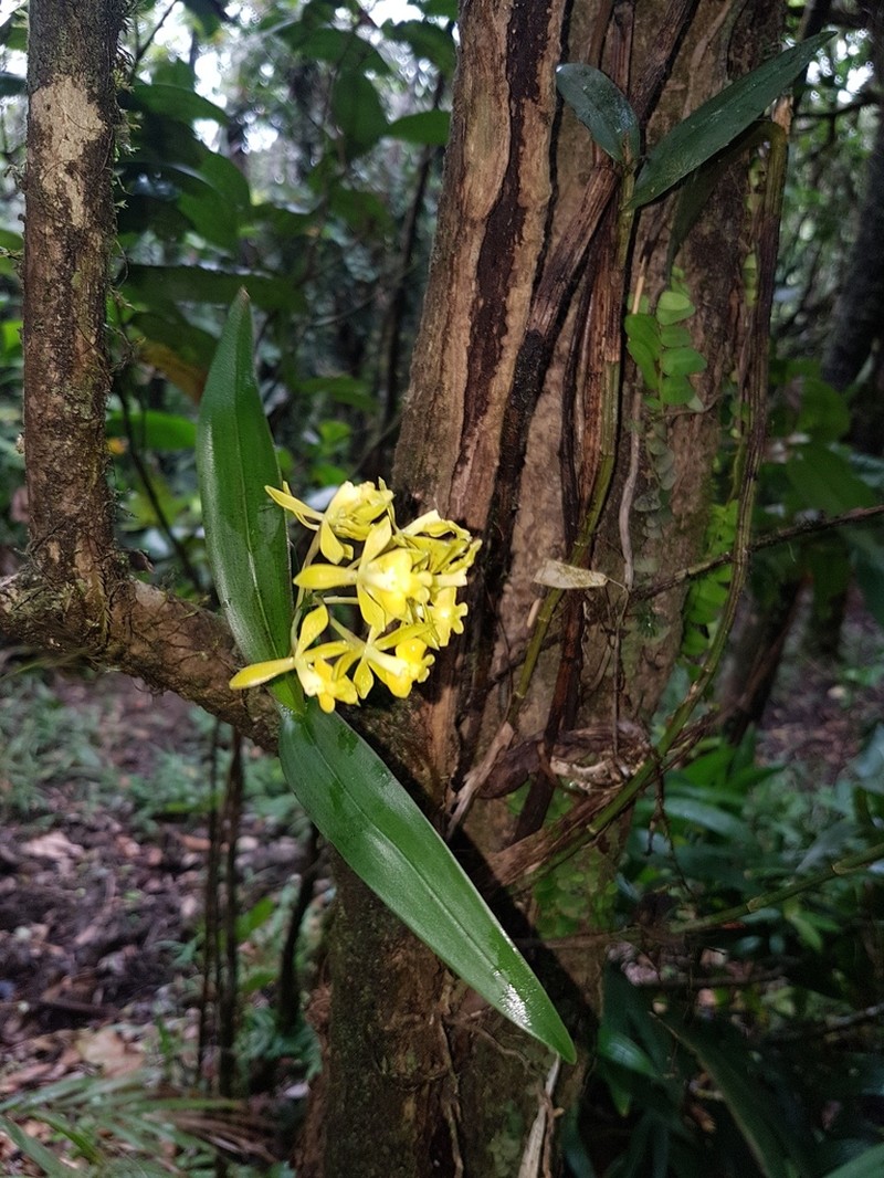 Orange-Flower Star Orchid photo 3