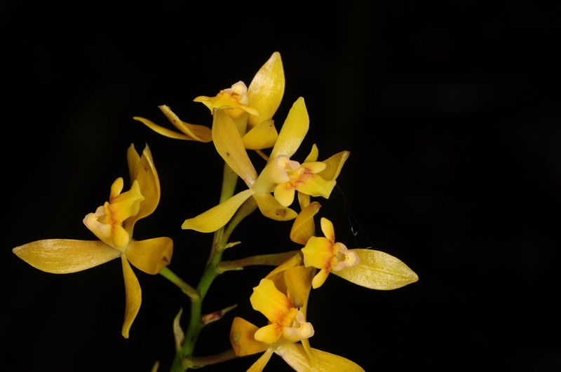 Orange-Flower Star Orchid photo 4