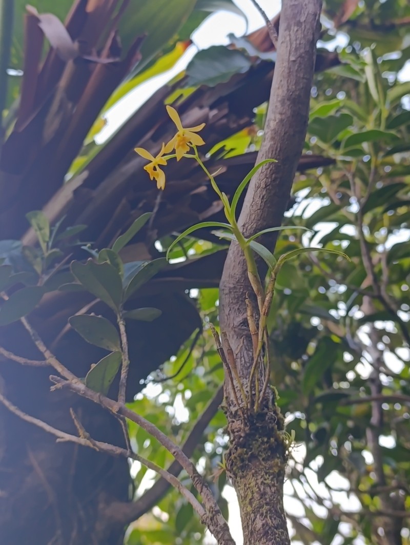 Orange-Flower Star Orchid photo 5
