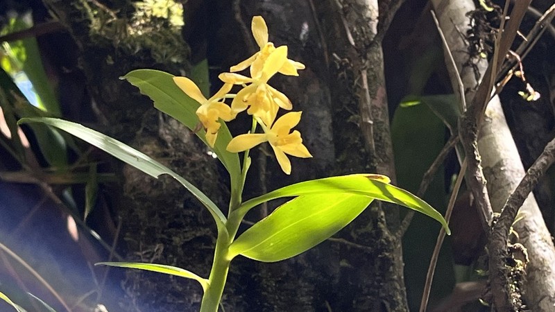 Orange-Flower Star Orchid photo 6