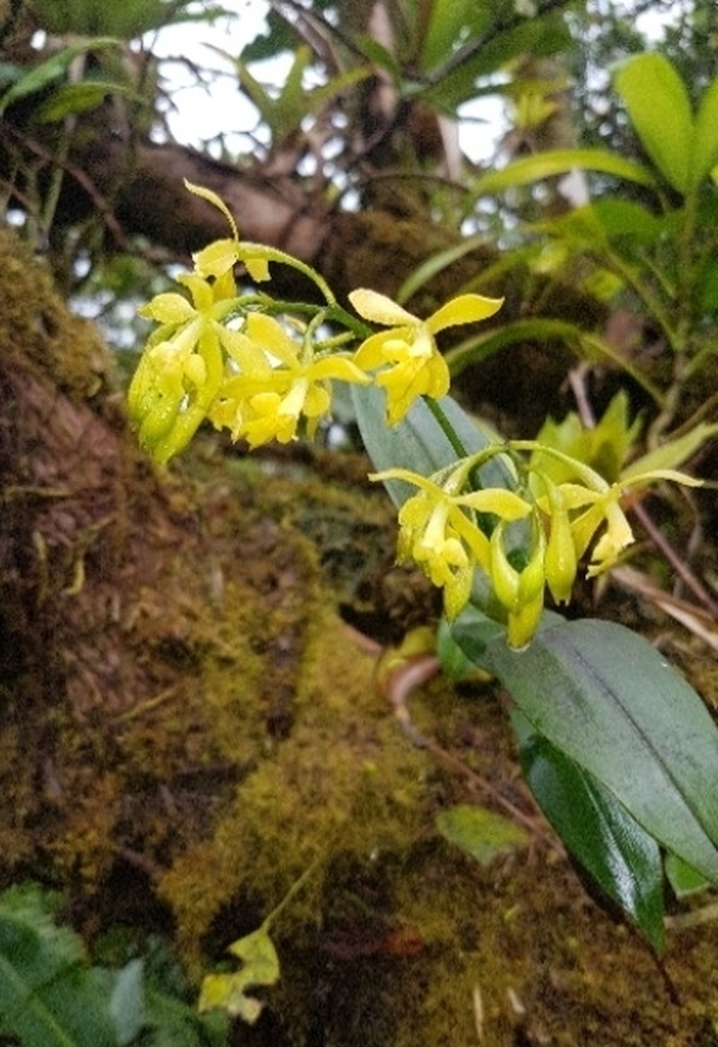 Orange-Flower Star Orchid photo 7