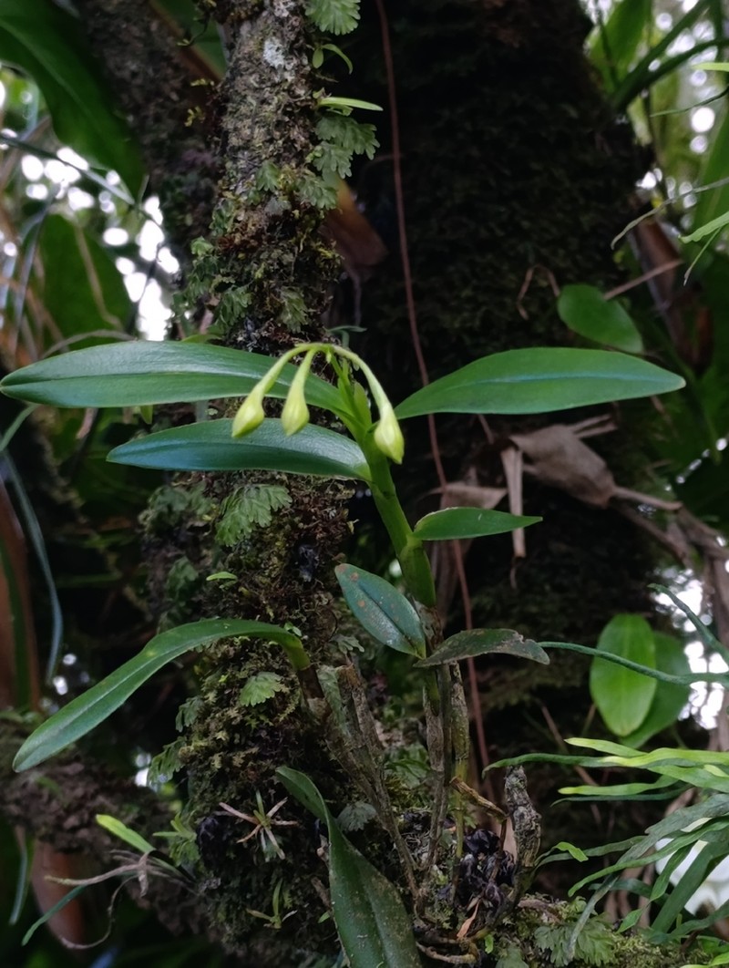 Orange-Flower Star Orchid photo 8