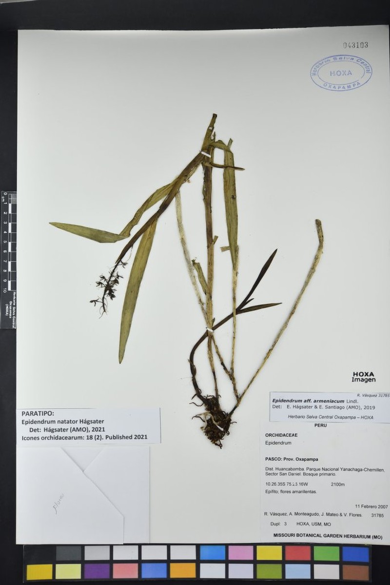 Epidendrum natator