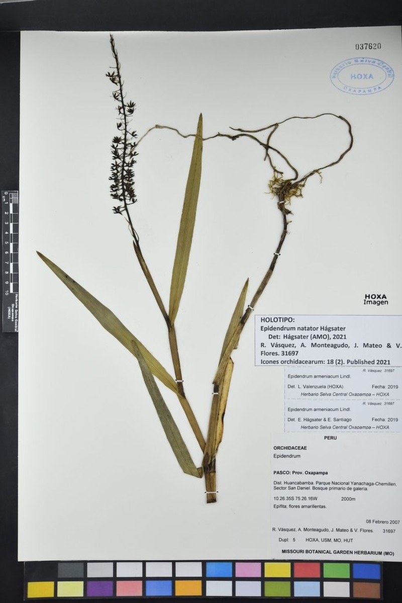 Epidendrum natator photo 2