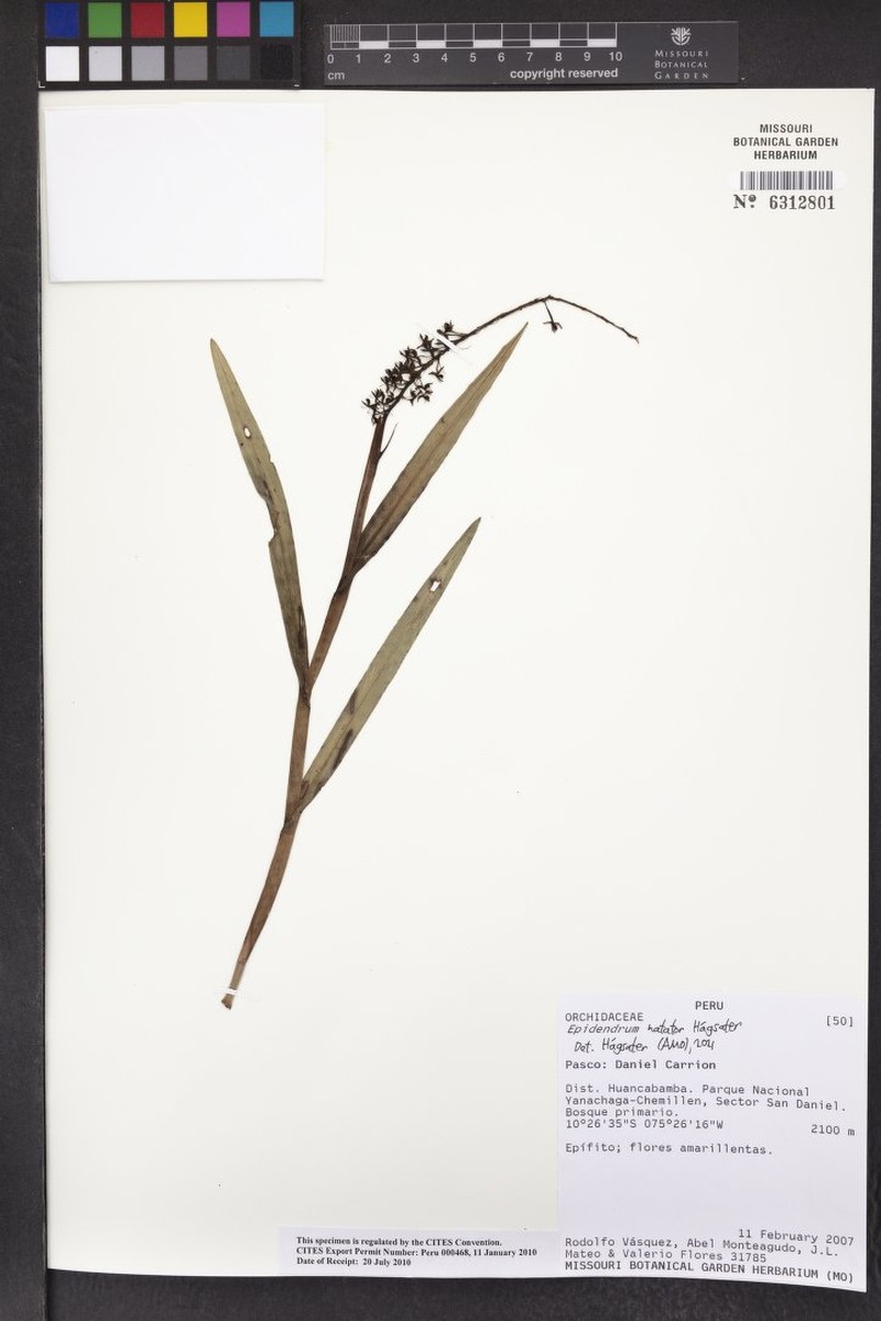Epidendrum natator photo 3