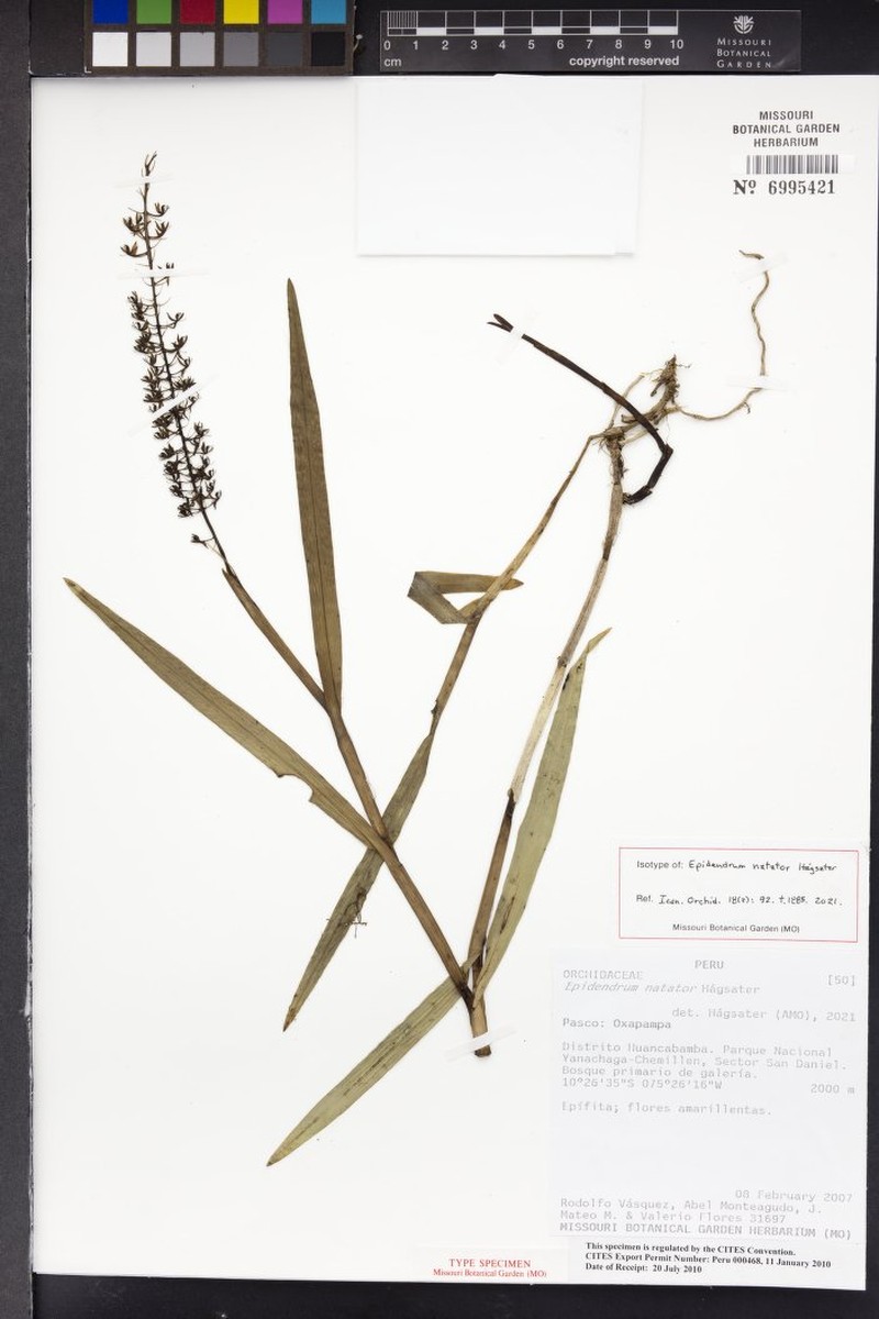 Epidendrum natator photo 4