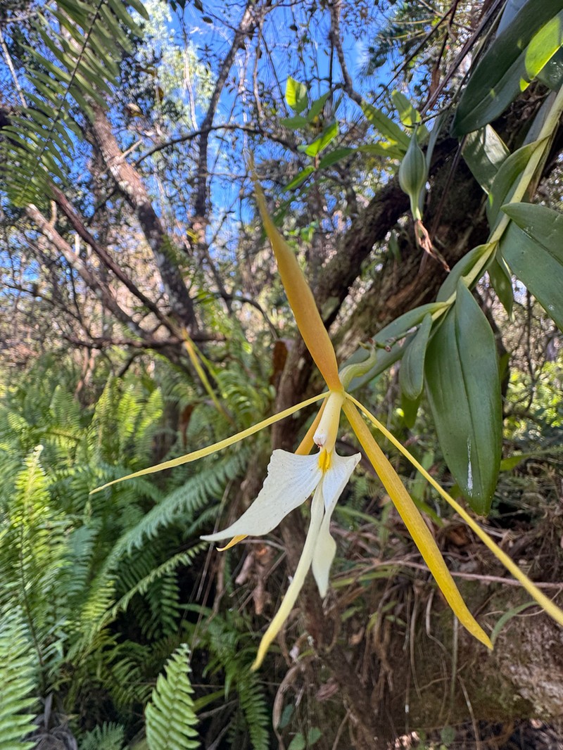 Night Scented Orchid photo 2