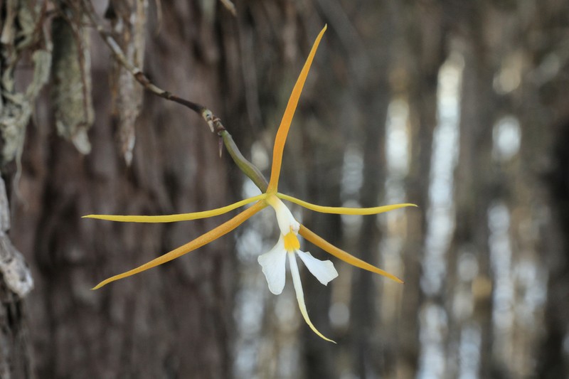 Night Scented Orchid photo 3