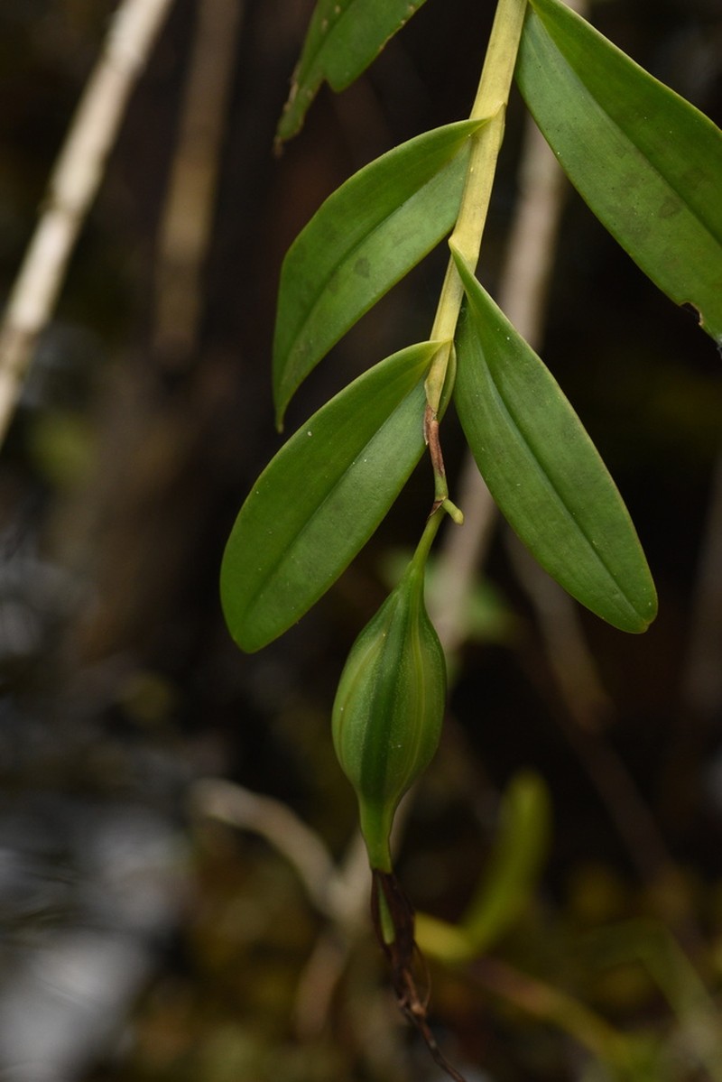 Night Scented Orchid photo 5