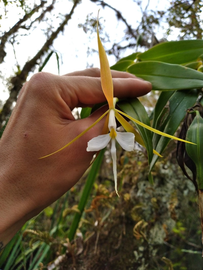 Night Scented Orchid photo 6