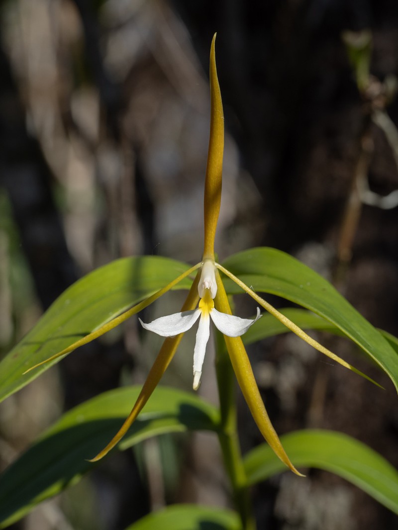 Night Scented Orchid photo 7
