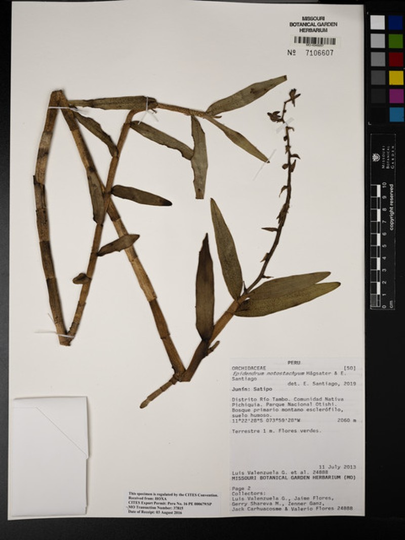 Epidendrum notostachyum