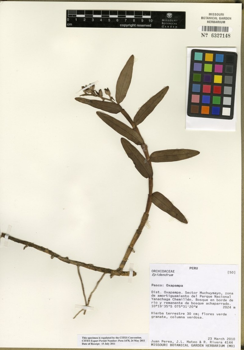Epidendrum notostachyum photo 2