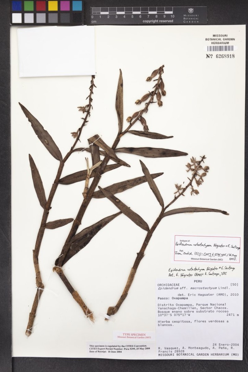 Epidendrum notostachyum photo 3