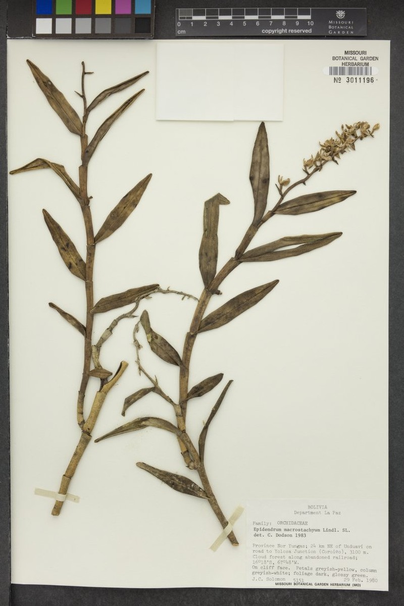 Epidendrum notostachyum photo 4