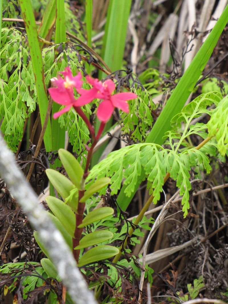 Star Orchid photo 2