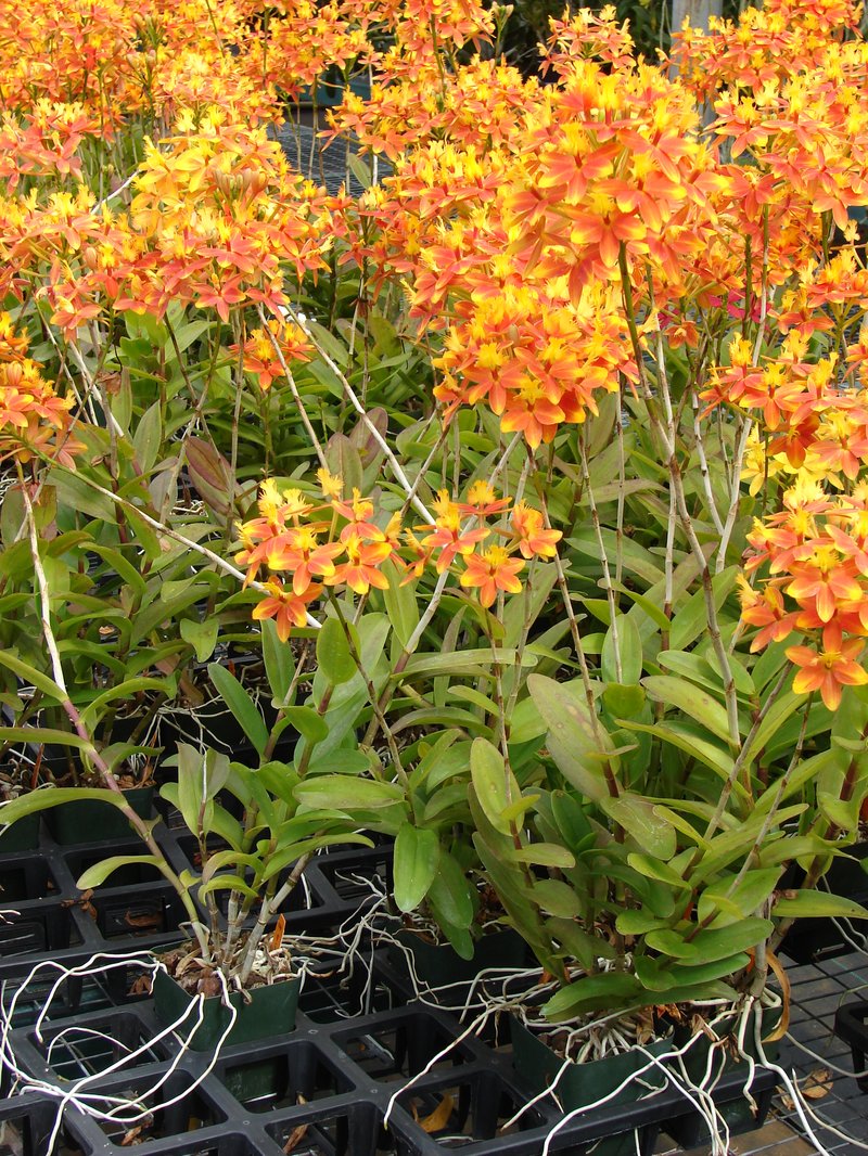 Star Orchid photo 4