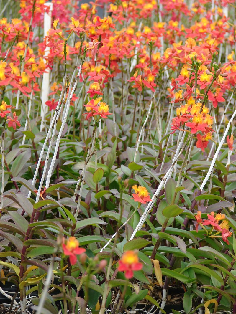 Star Orchid photo 5