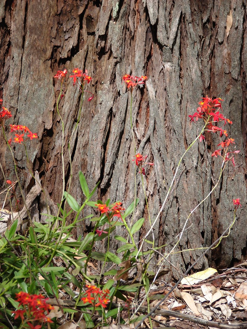 Star Orchid photo 8