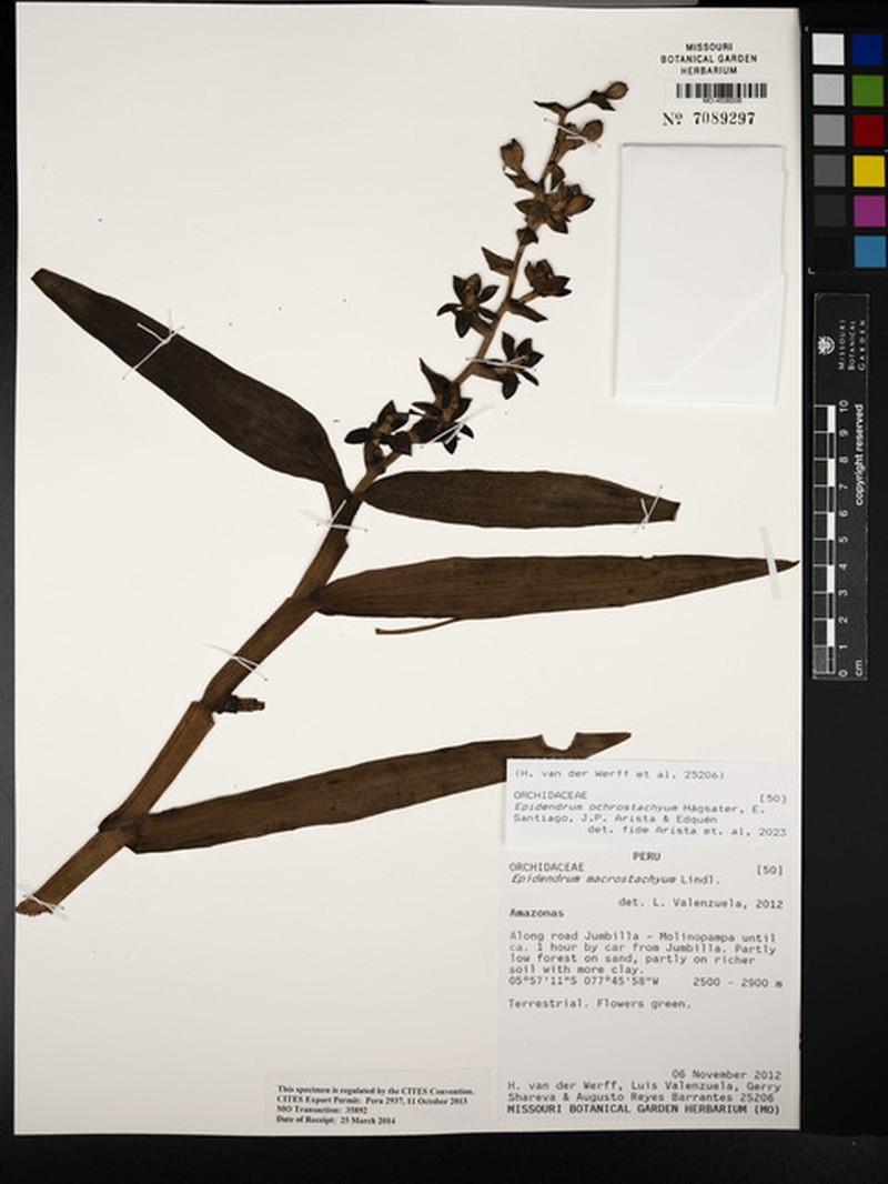 Epidendrum ochrostachyum