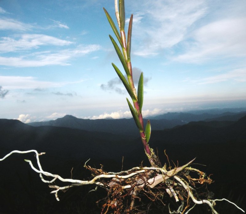 Epidendrum odontostachyum