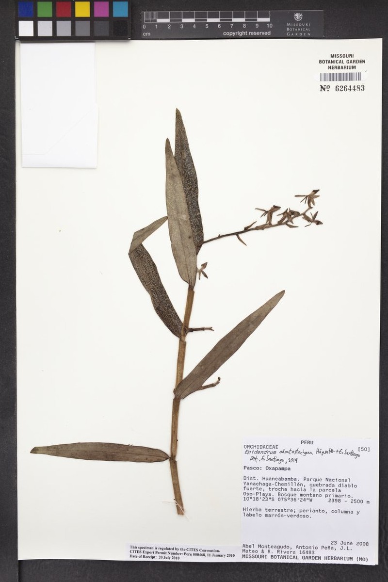 Epidendrum odontostachyum photo 2