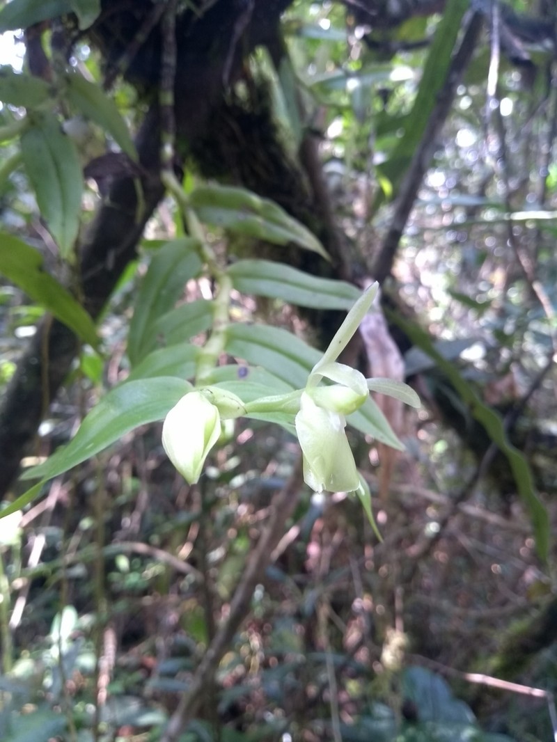 Epidendrum pachyclinium photo 2