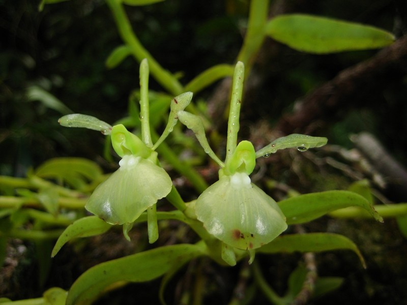 Epidendrum pachyclinium photo 3