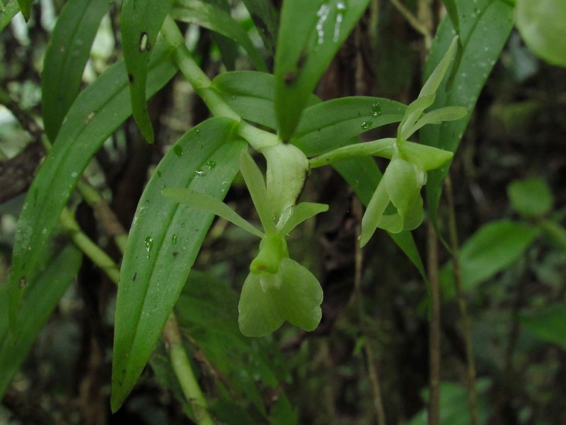 Epidendrum pachyclinium photo 4