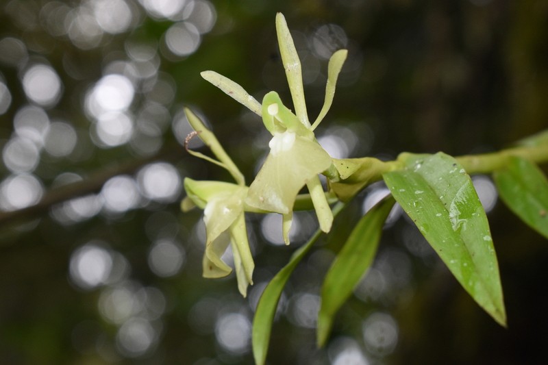 Epidendrum pachyclinium photo 5