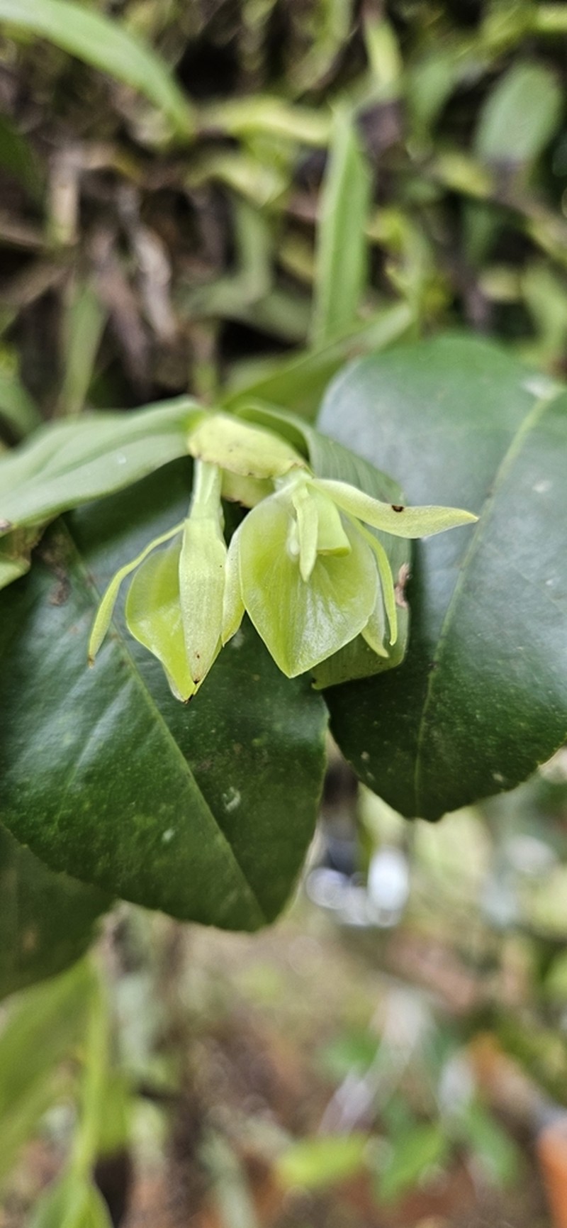 Epidendrum pachyclinium photo 6