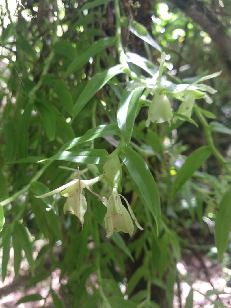 Epidendrum pachyclinium photo 7