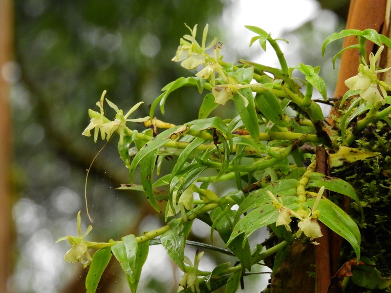 Epidendrum pachyclinium photo 8
