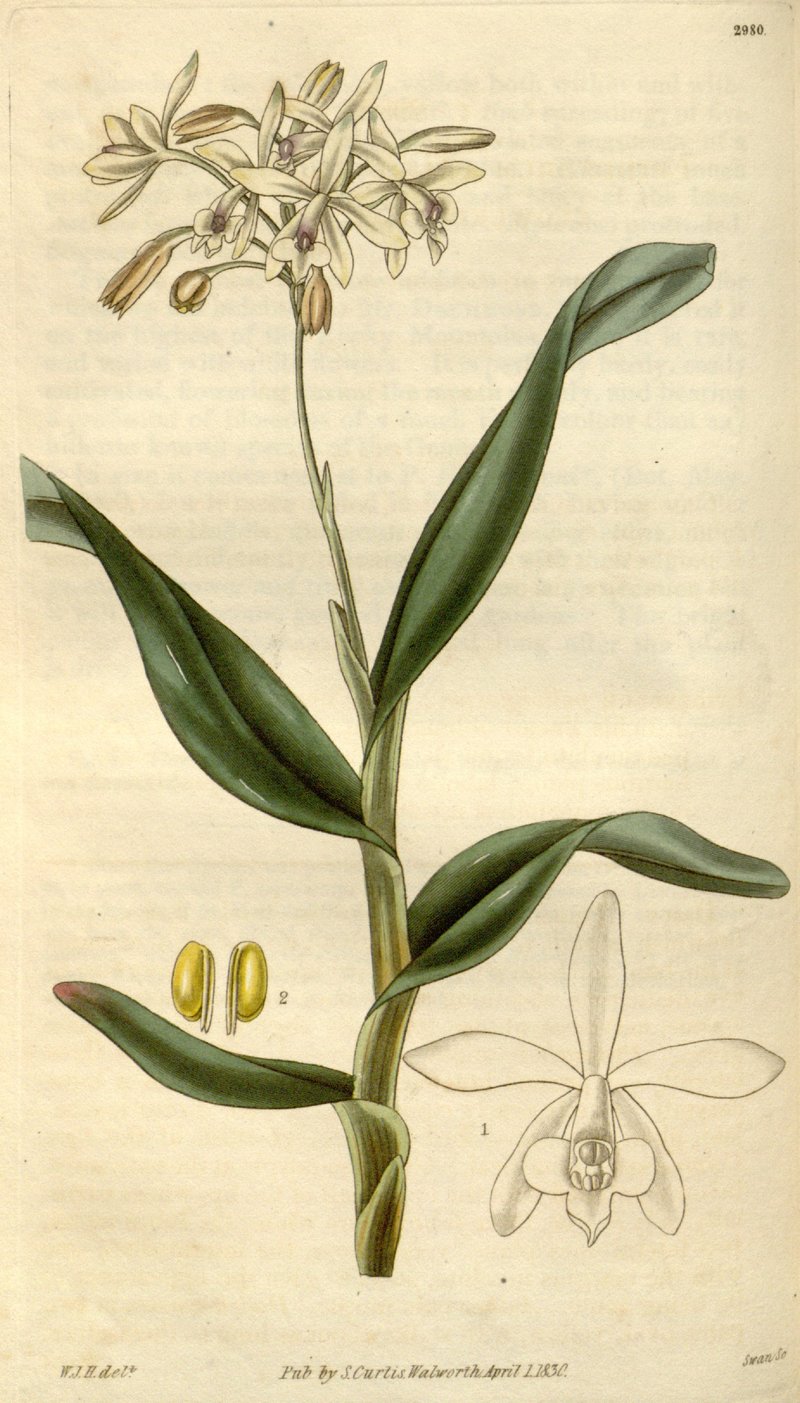 Epidendrum pallidiflorum
