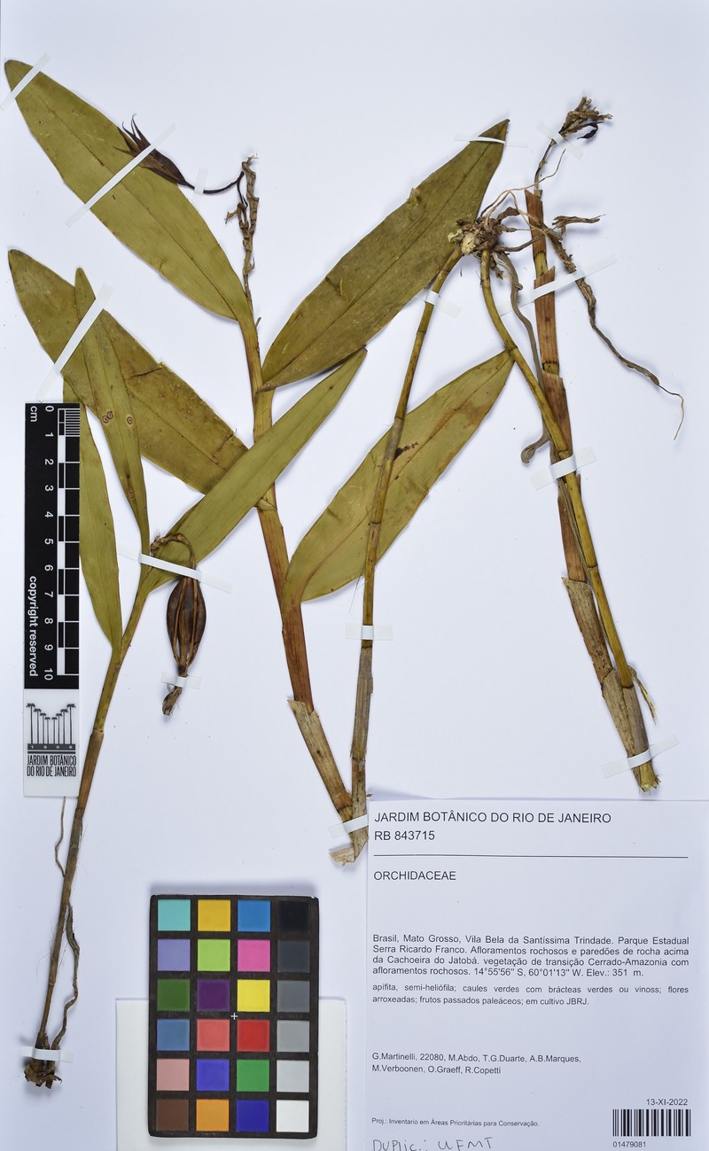 Epidendrum pareciense