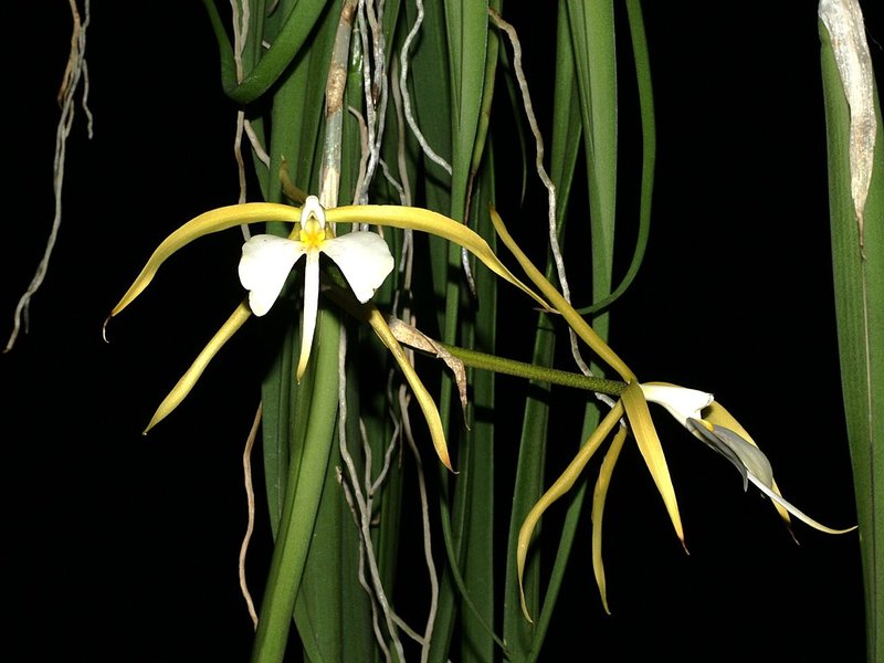 Epidendrum parkinsonianum