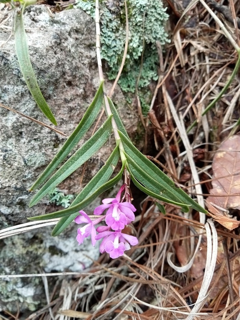 Epidendrum petacaense photo 2